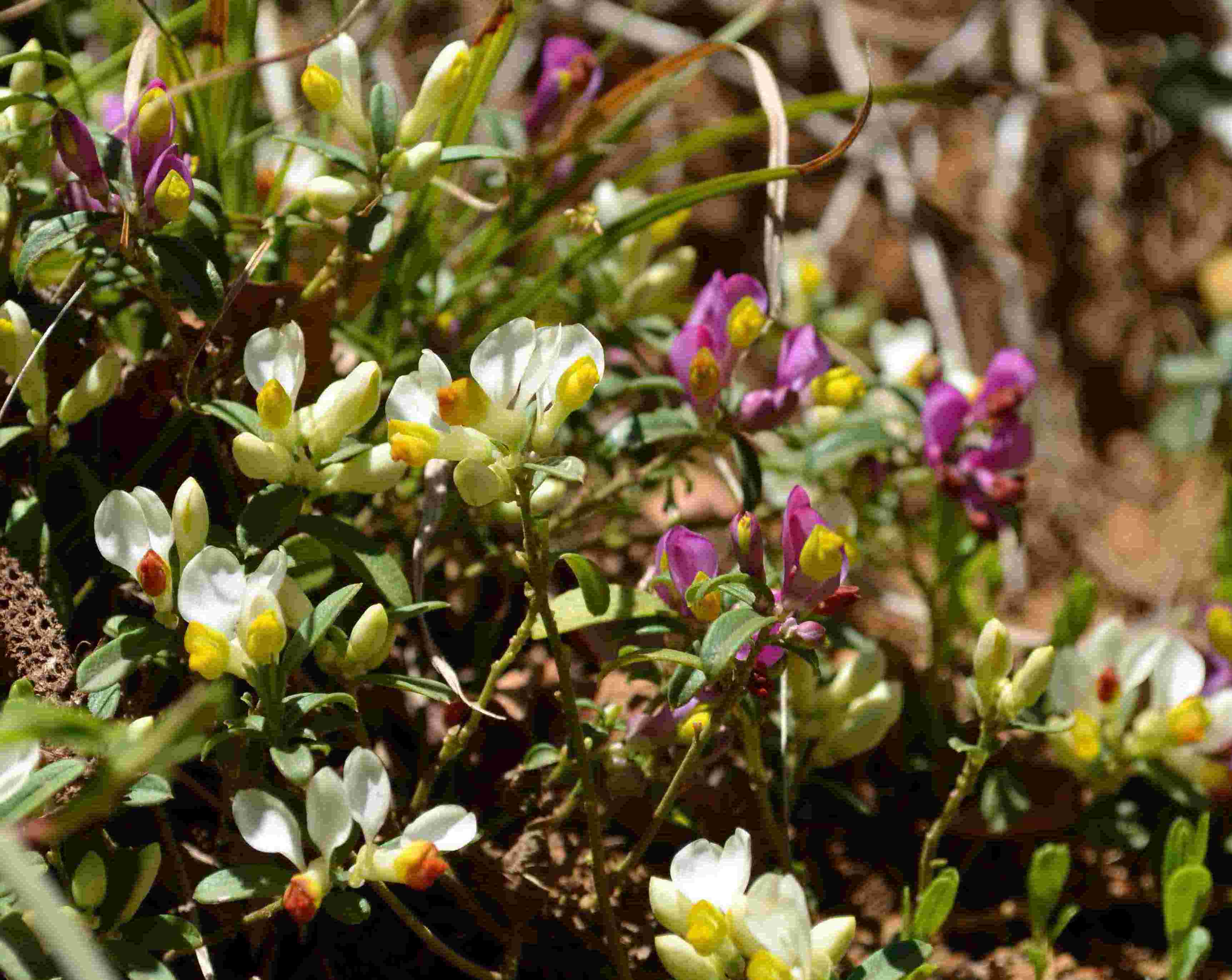 Santa Brigida (Val Brembana, BG):  Polygala chamaebuxus